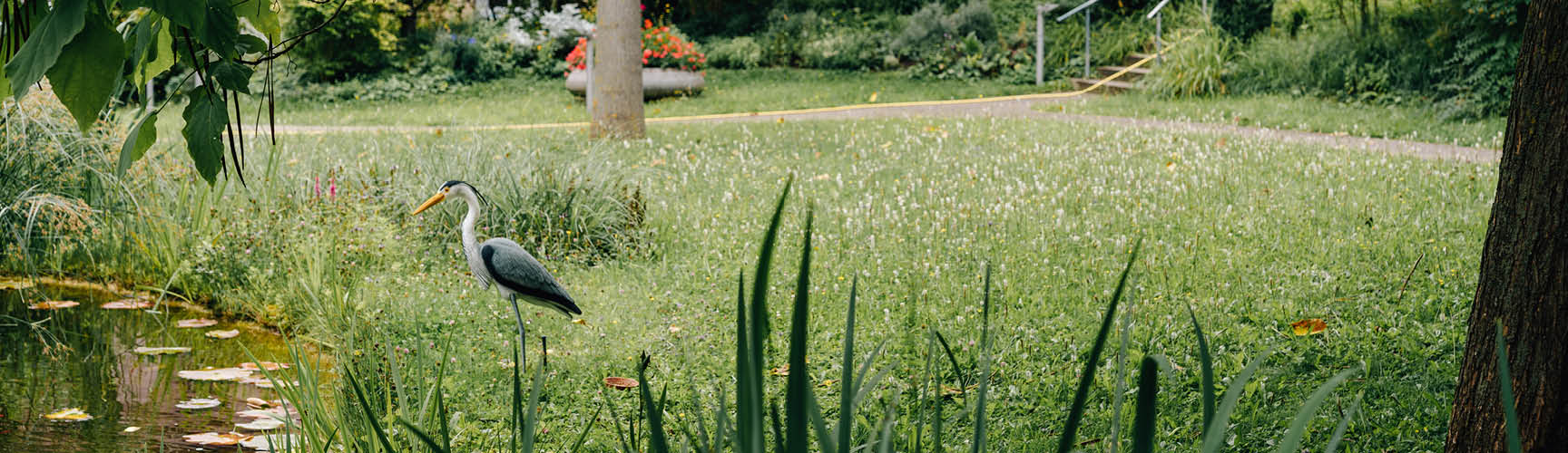 Garten mit Teich und Fischreiher